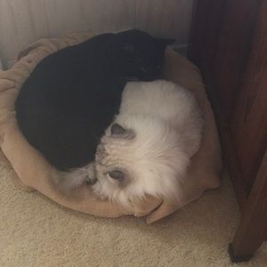 Meet your Posher, Carolyn